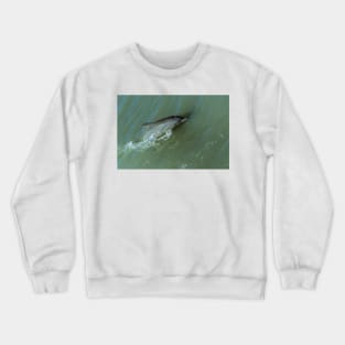 Bottlenose Dolphine Crewneck Sweatshirt